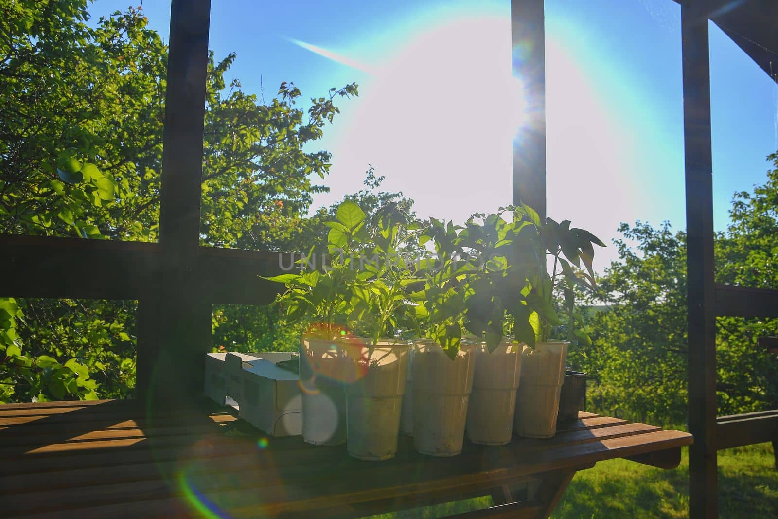 Seedlings of peppers and tomatoes on garden table. Seedlings ready to plant. Sun flare. Gardening concept. Garden cabin.