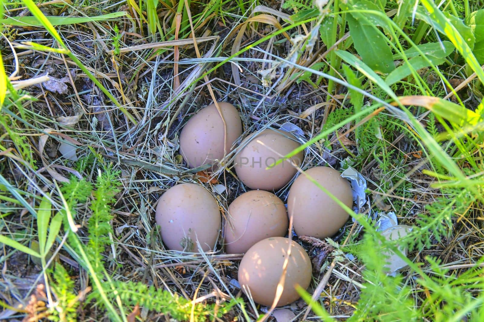 Female pheasant eggs. Abandoned nest with female pheasant eggs by roman_nerud