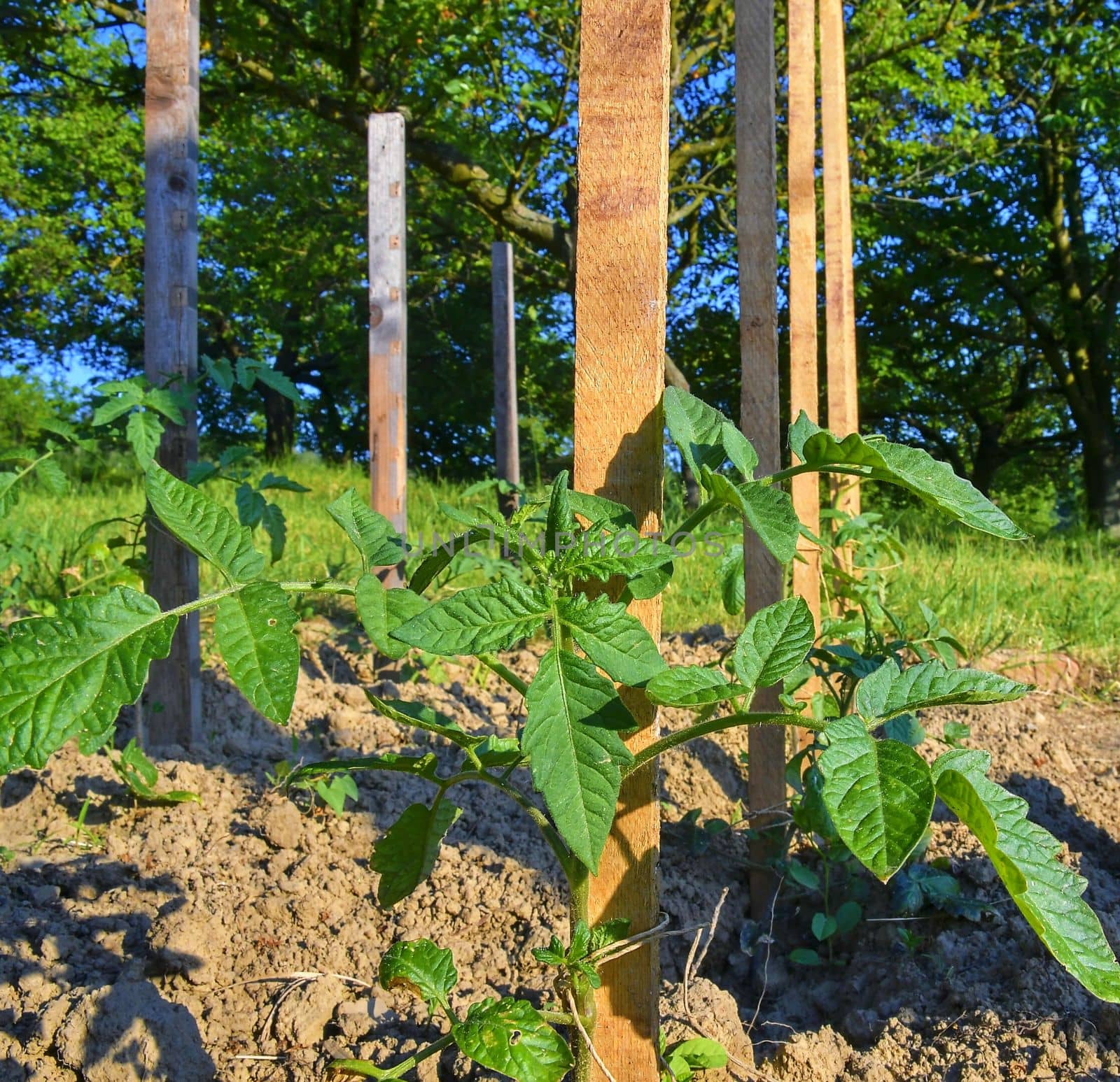 Young tomatoes in rural garden. Gardening concept. Close-up by roman_nerud