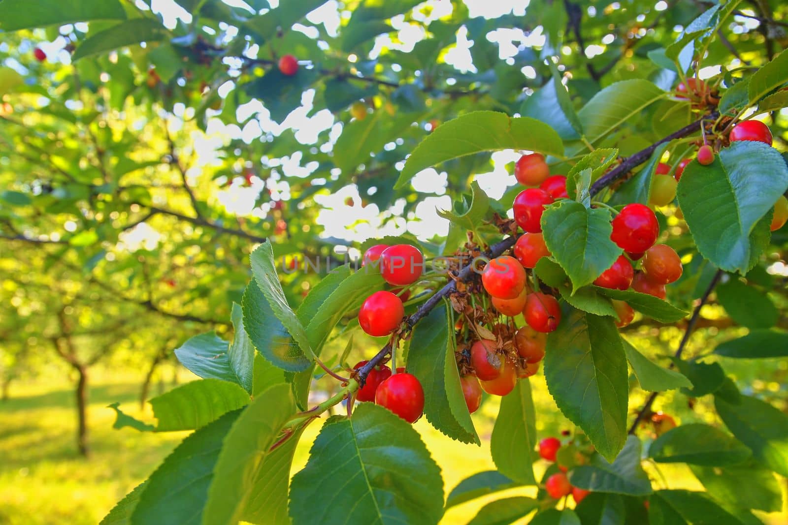 Sour cherry in rural garden. Gardening concept. Close-up by roman_nerud