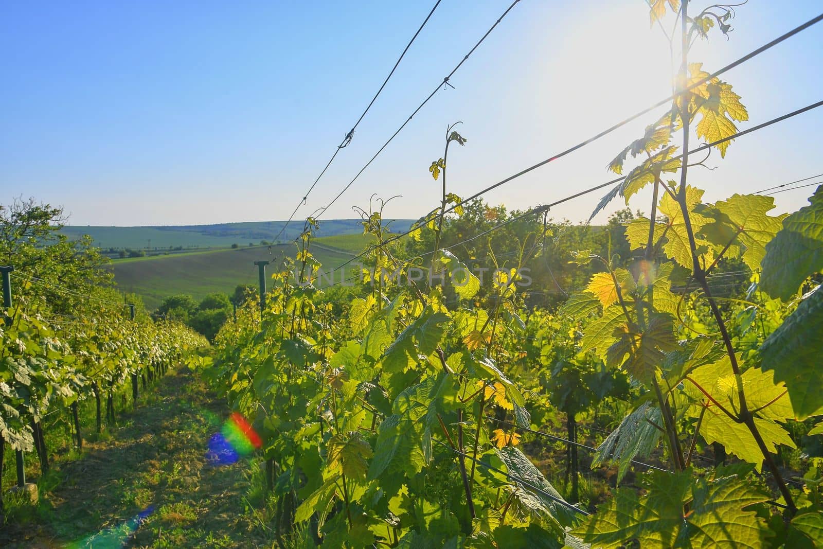 Wineyard at spring.  Sun flare. Vineyard landscape. Vineyard rows at South Moravia, Czech Republic. 