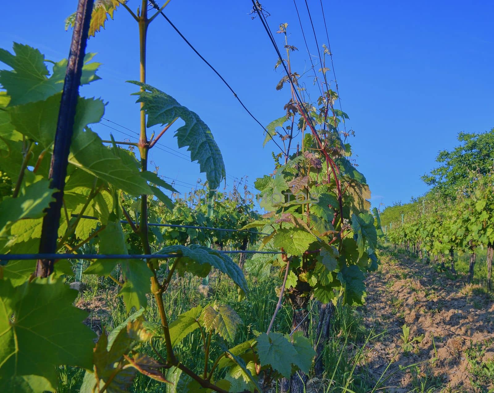 Wineyard at spring.  Sun flare. Vineyard landscape. Vineyard rows at South Moravia, Czech Republic by roman_nerud