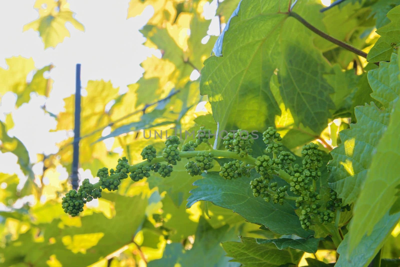 Young grapevine in wineyard. Close-up of grapevine. Wineyard at spring.  Sun flare. Vineyard landscape. Vineyard rows at South Moravia, Czech Republic. 