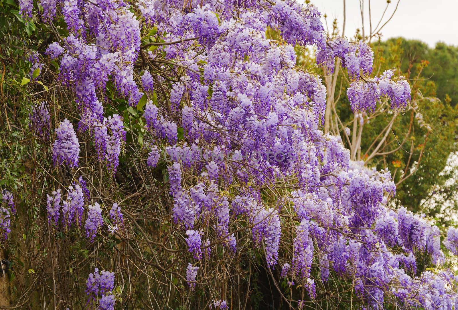 Purple wisteria flowers in the spring garden