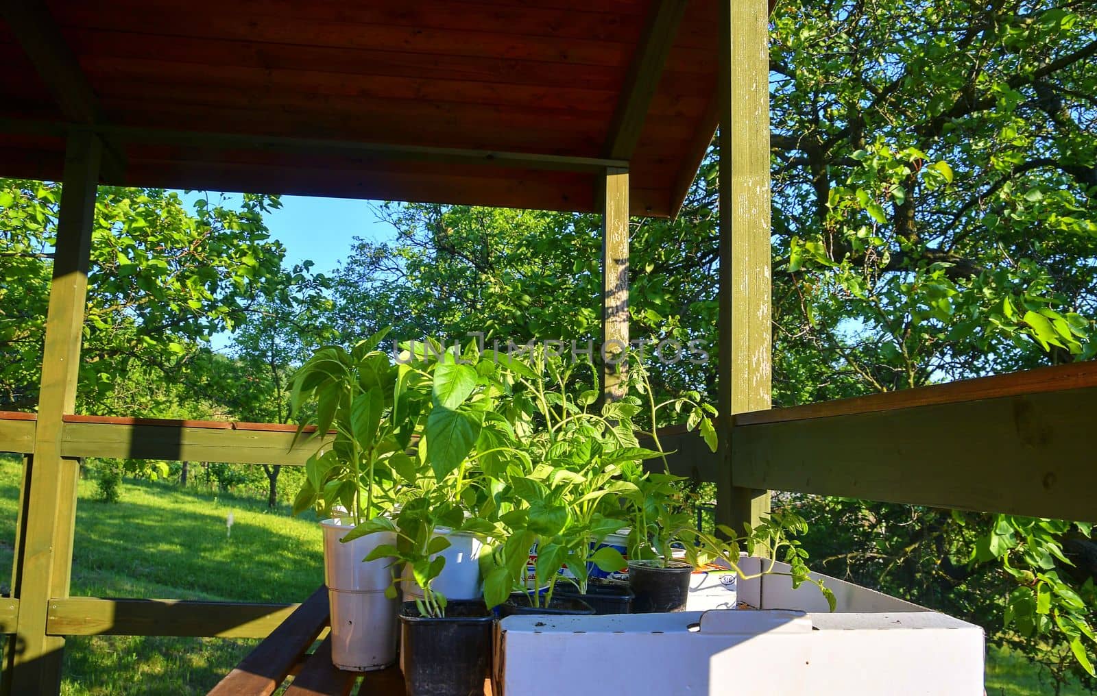 Seedlings of peppers and tomatoes on garden table. Seedlings ready to plant. Sun flare. Gardening concept by roman_nerud