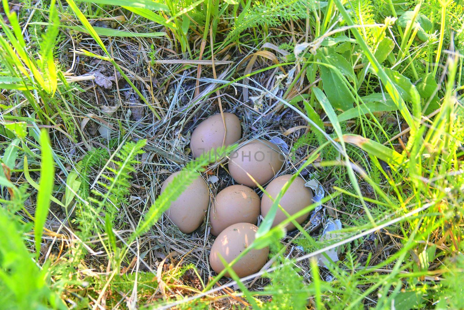 Female pheasant eggs. Abandoned nest with female pheasant eggs by roman_nerud