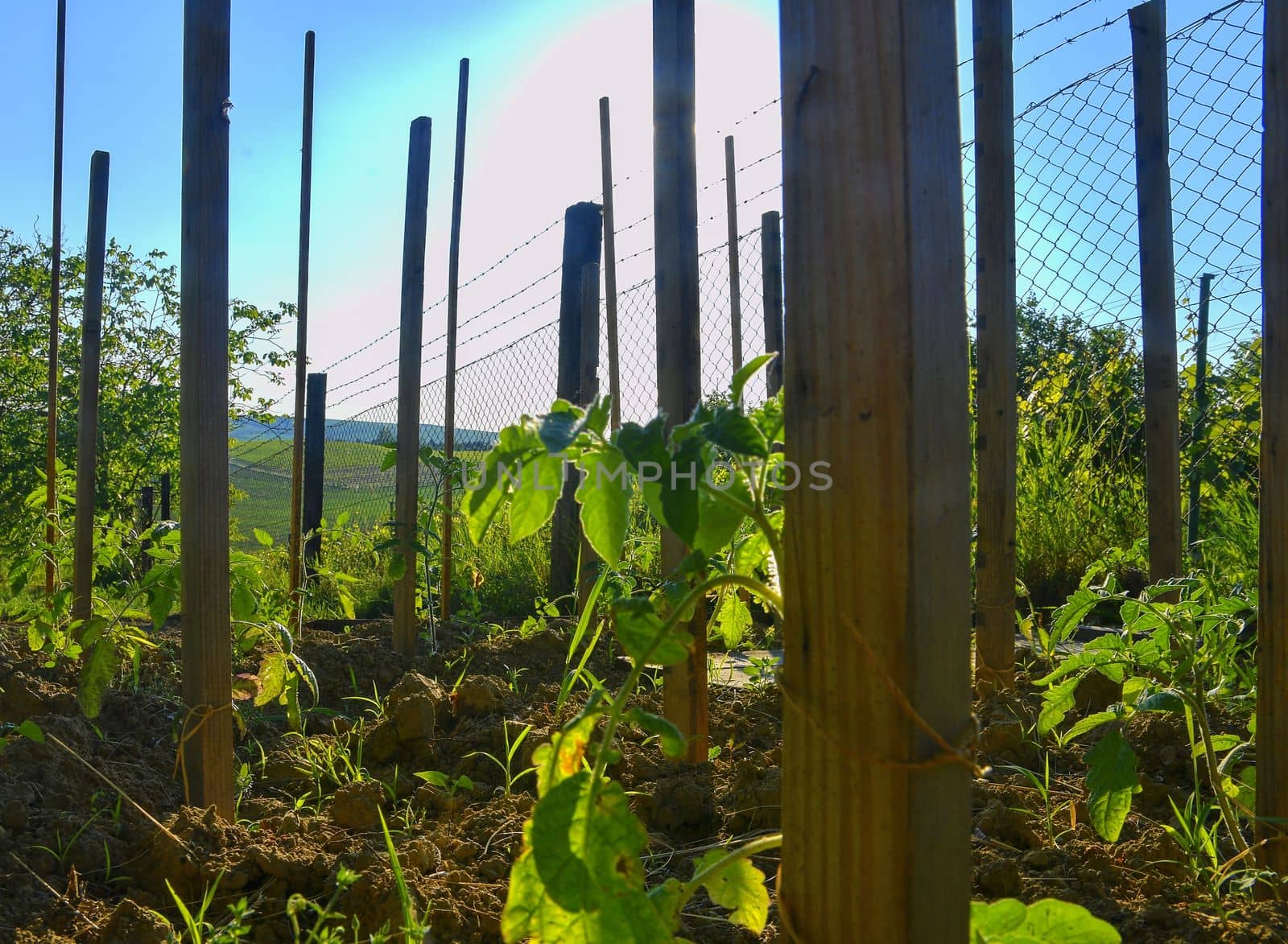 Young tomatoes in rural garden. Gardening concept by roman_nerud