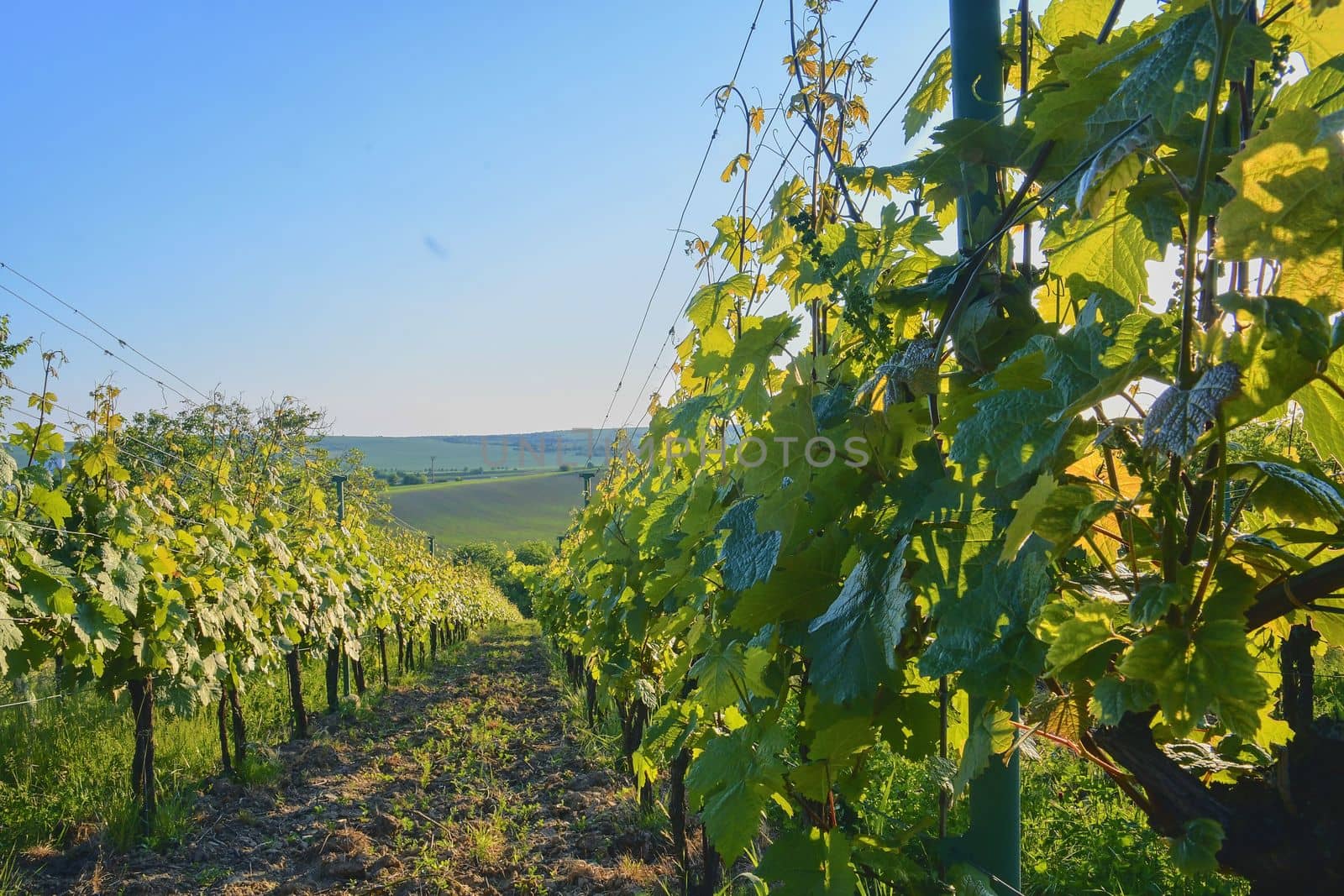 Wineyard at spring.  Sun flare. Vineyard landscape. Vineyard rows at South Moravia, Czech Republic by roman_nerud