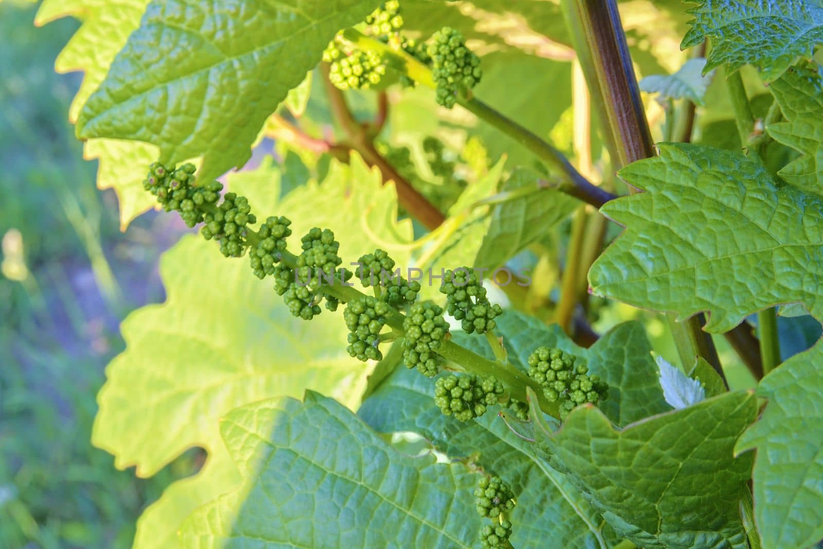 Young grapevine in wineyard. Close-up of grapevine. Wineyard at spring.  Sun flare. Vineyard landscape. Vineyard rows at South Moravia, Czech Republic. 