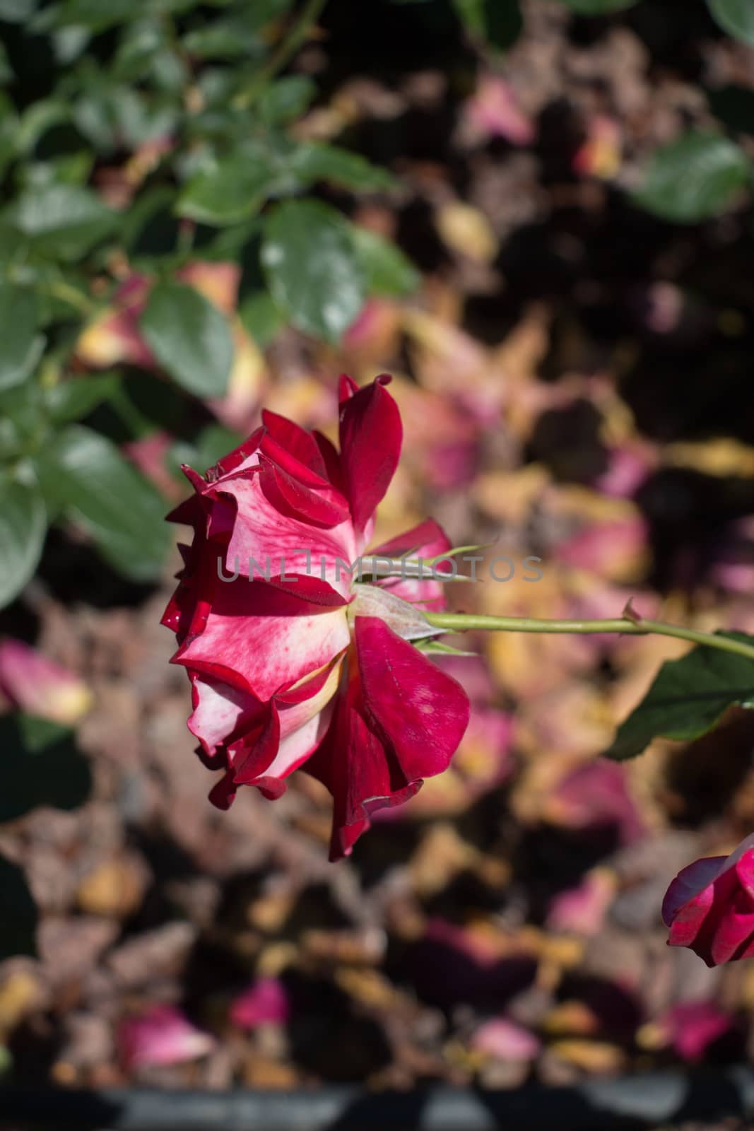 Blooming beautiful colorful rose in the garden background