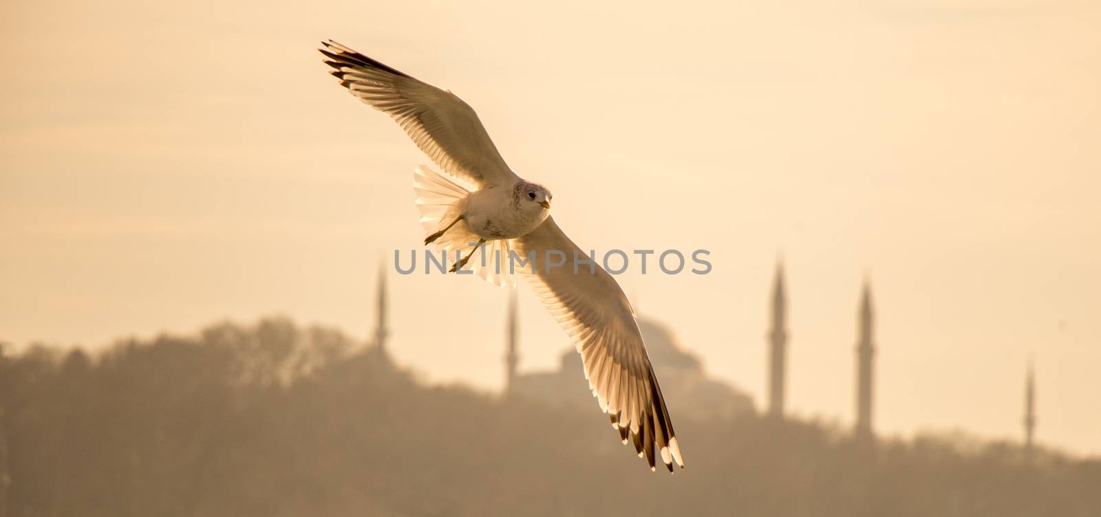 Seagulls flying in sky  in Istanbul by berkay