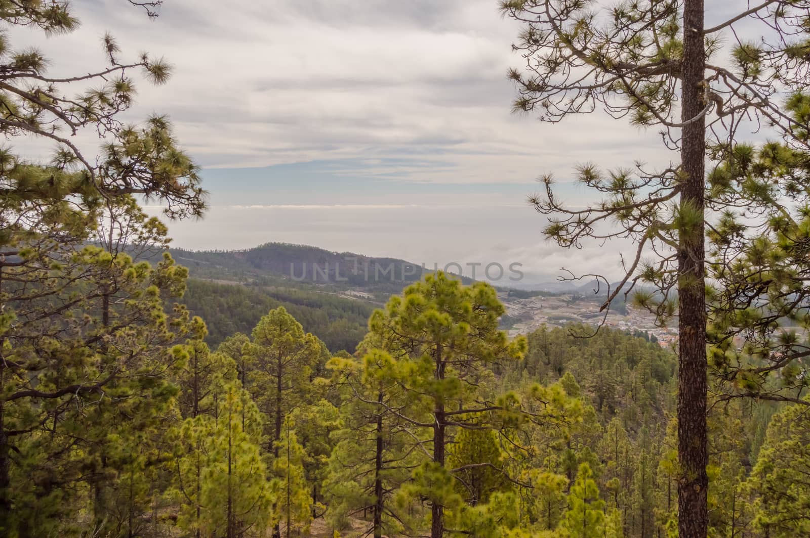 View of a valley and mountains with flowers and ferns in the foreground in western Tenerife Spain