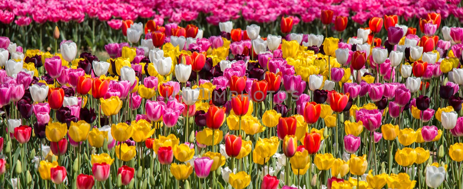 Various color tulip flowers in the garden by berkay