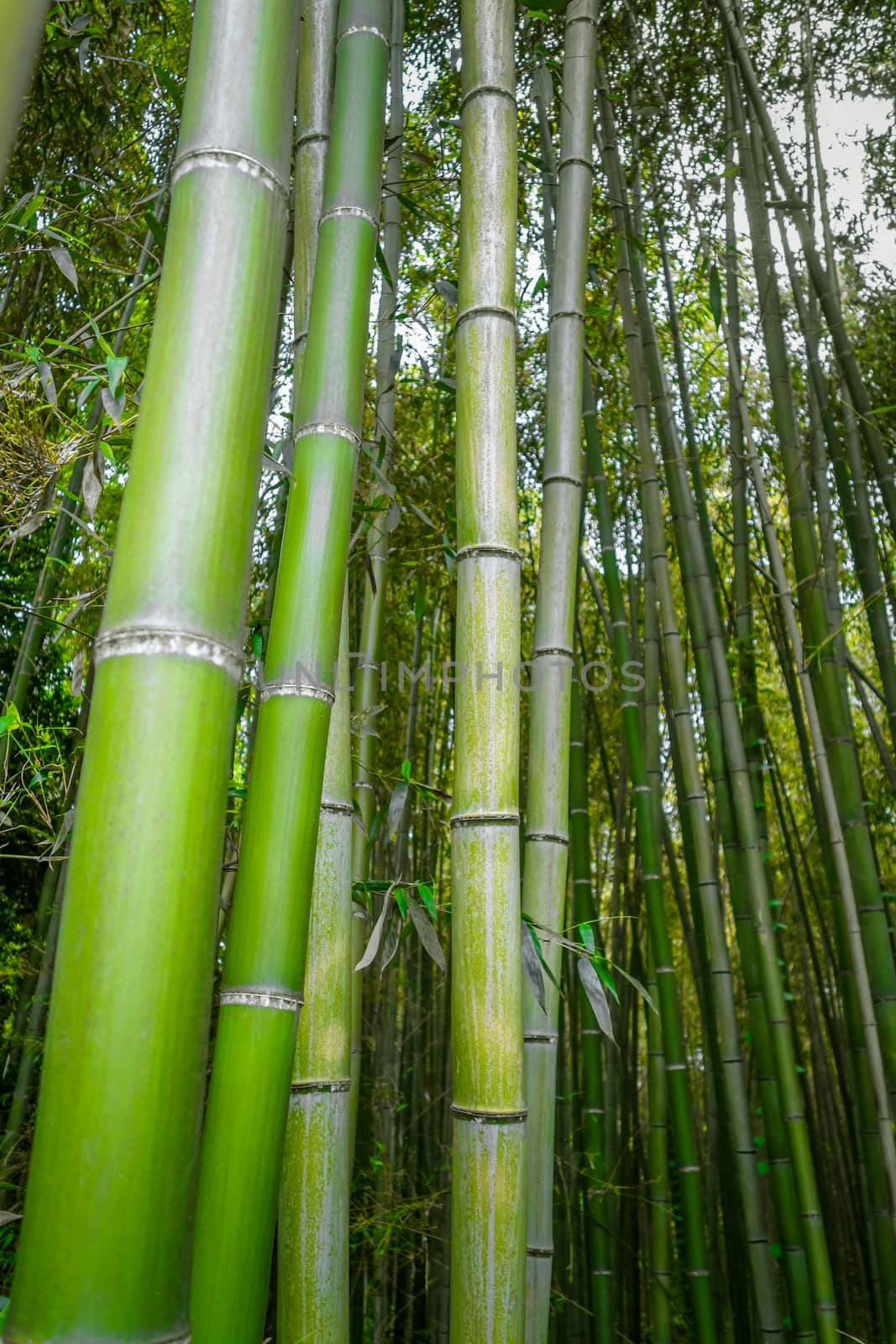 Arashiyama bamboo forest, Kyoto, Japan by daboost