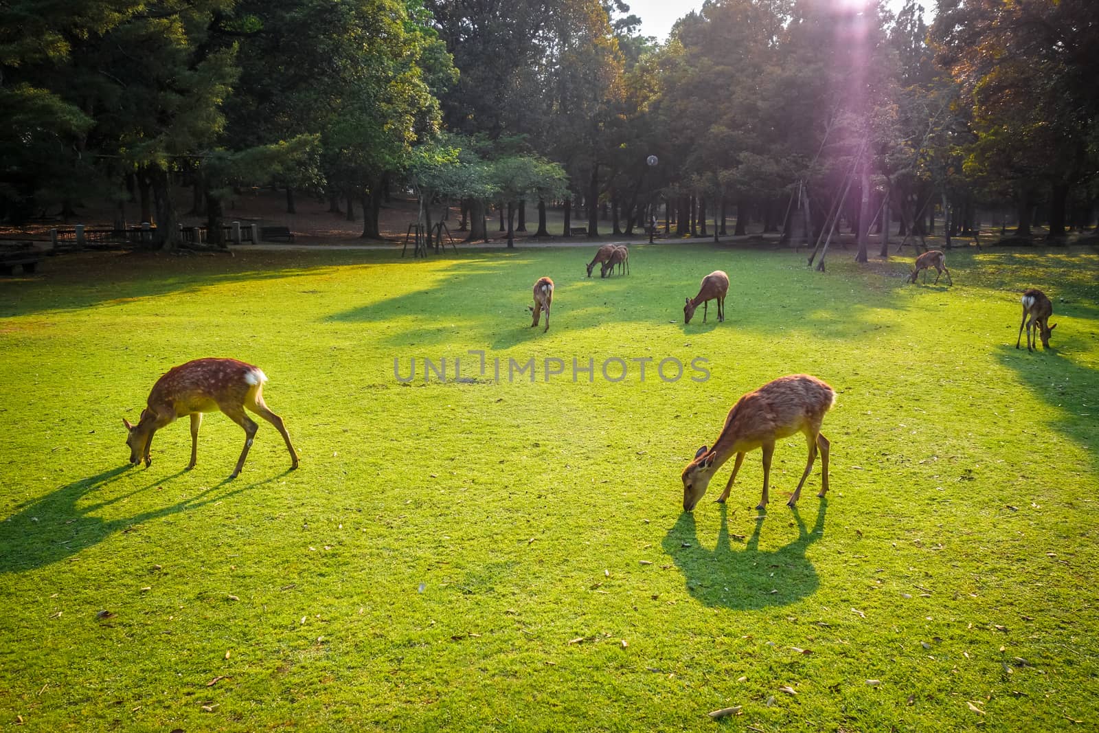 Sika deers in Nara Park, Japan by daboost