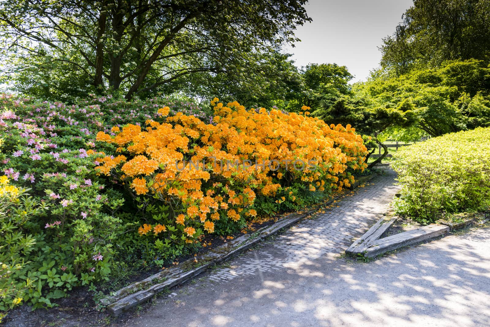 beautifull garden of park Clingendael in Holland, this is an public open park with beautifull flowers and plants as azalea and rhodondendron and japanese garden