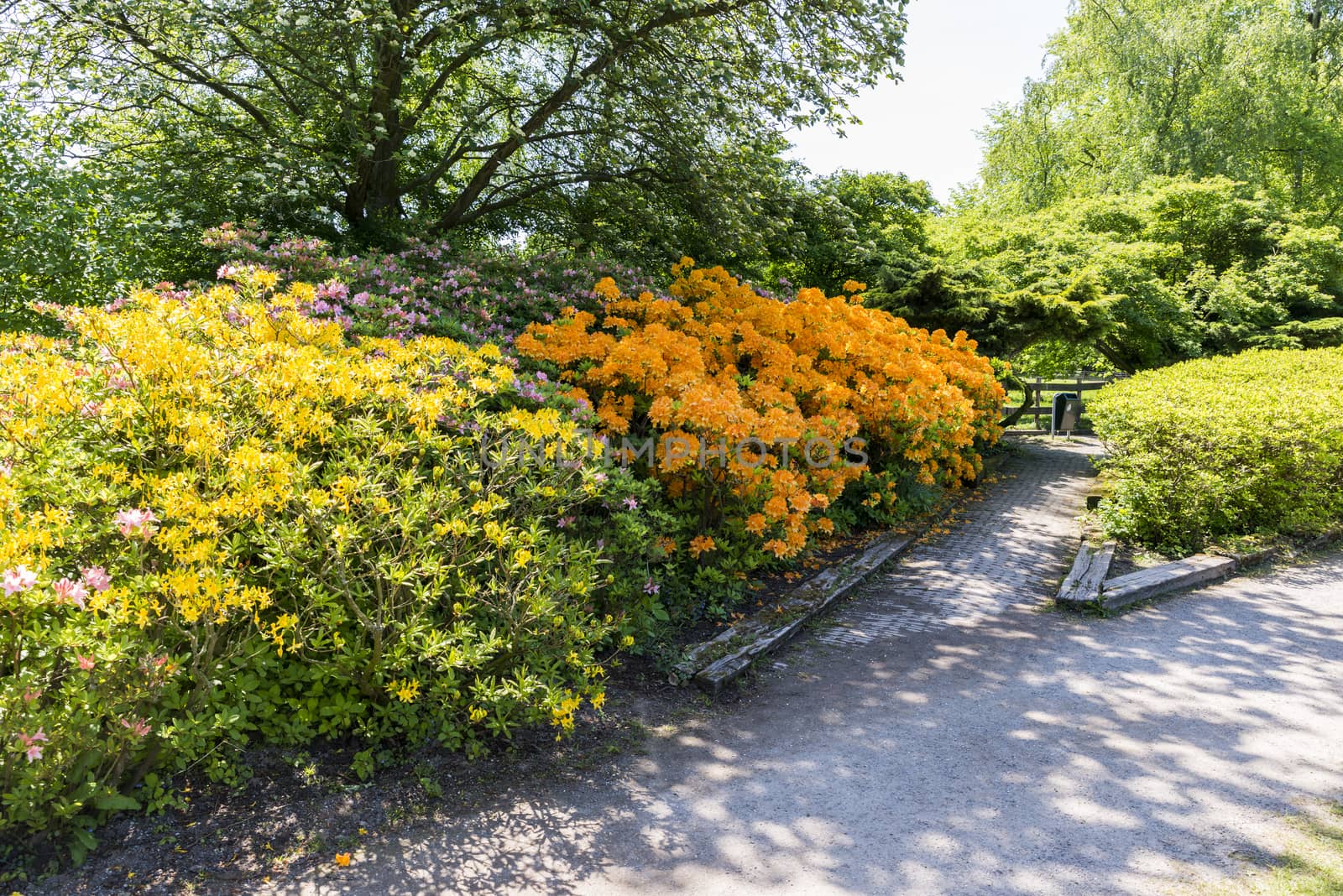 beautifull garden of park Clingendael in Holland, this is an public open park with beautifull flowers and plants as azalea and rhodondendron and japanese garden