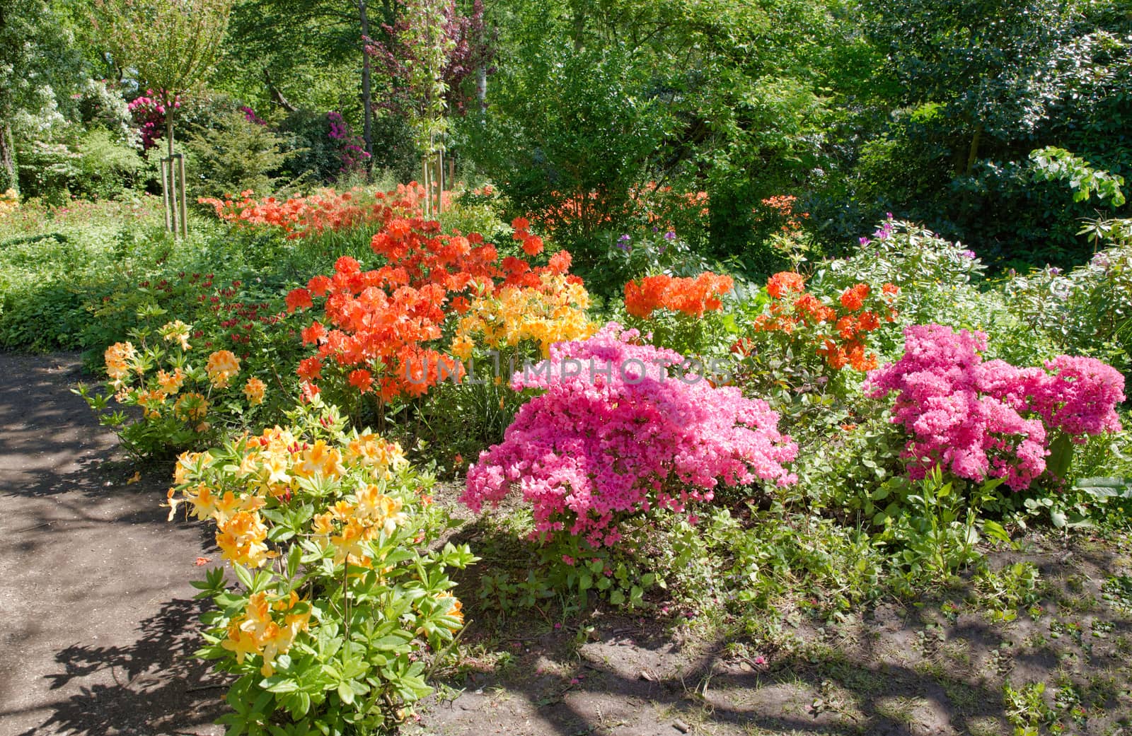 beautifull garden of park Clingendael in Holland, this is an public open park with beautifull flowers and plants as azalea and rhodondendron and japanese garden