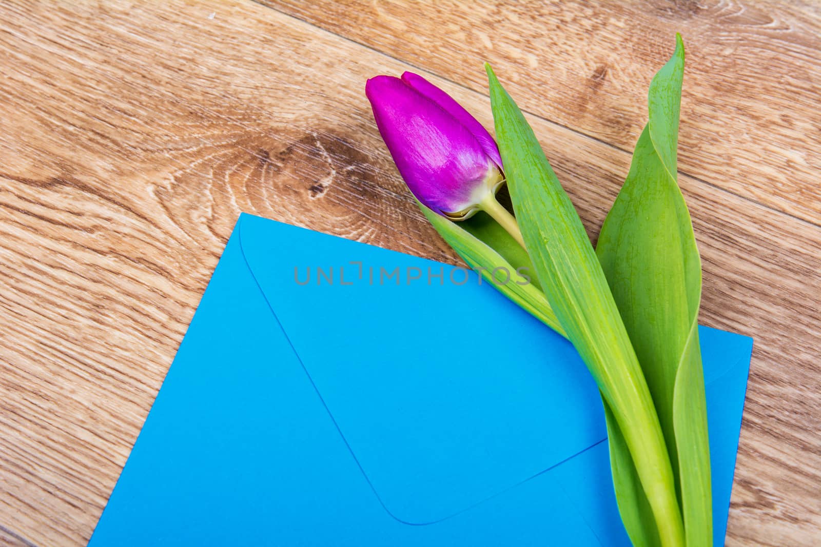 Blue envelope with tulips on a table by neryx