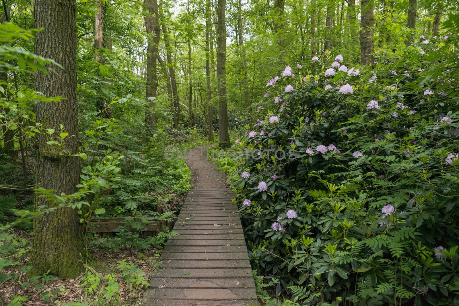 green forest with big flowers from the rhododendron between the green plants and wooden path