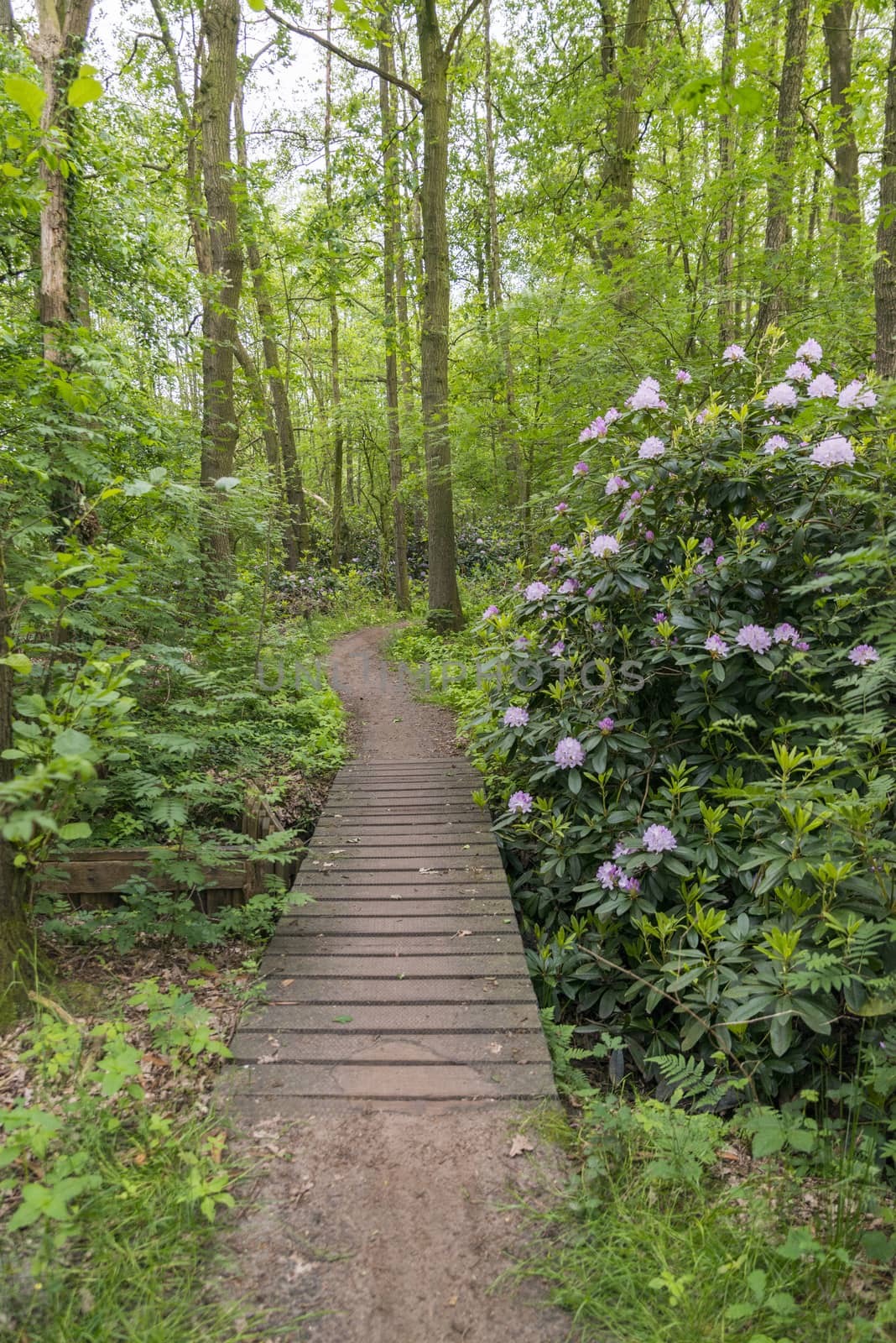 green forest with big flowers from the rhododendron between the green plants and wooden path