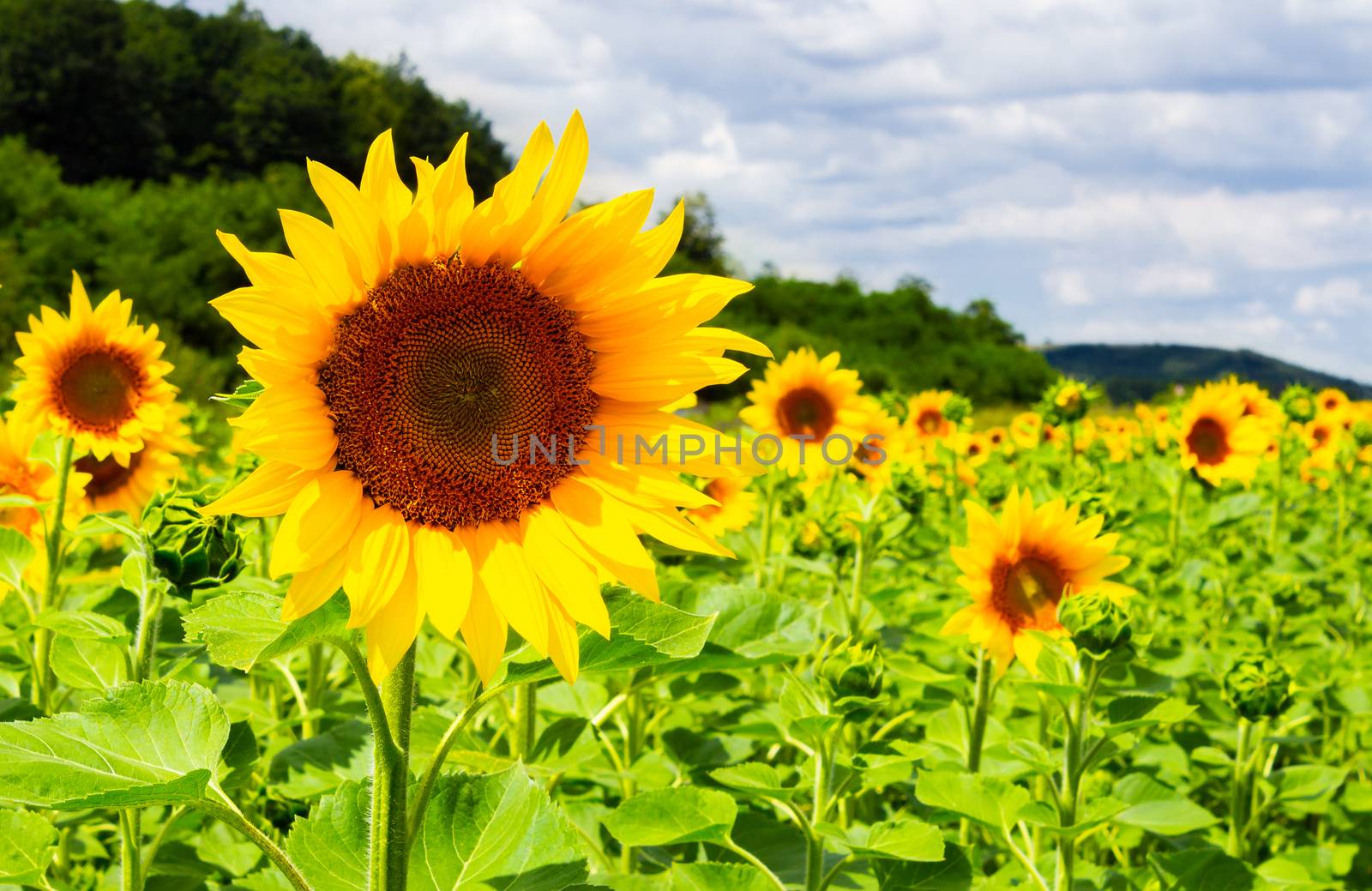 sunflower field in the mountains by Pellinni
