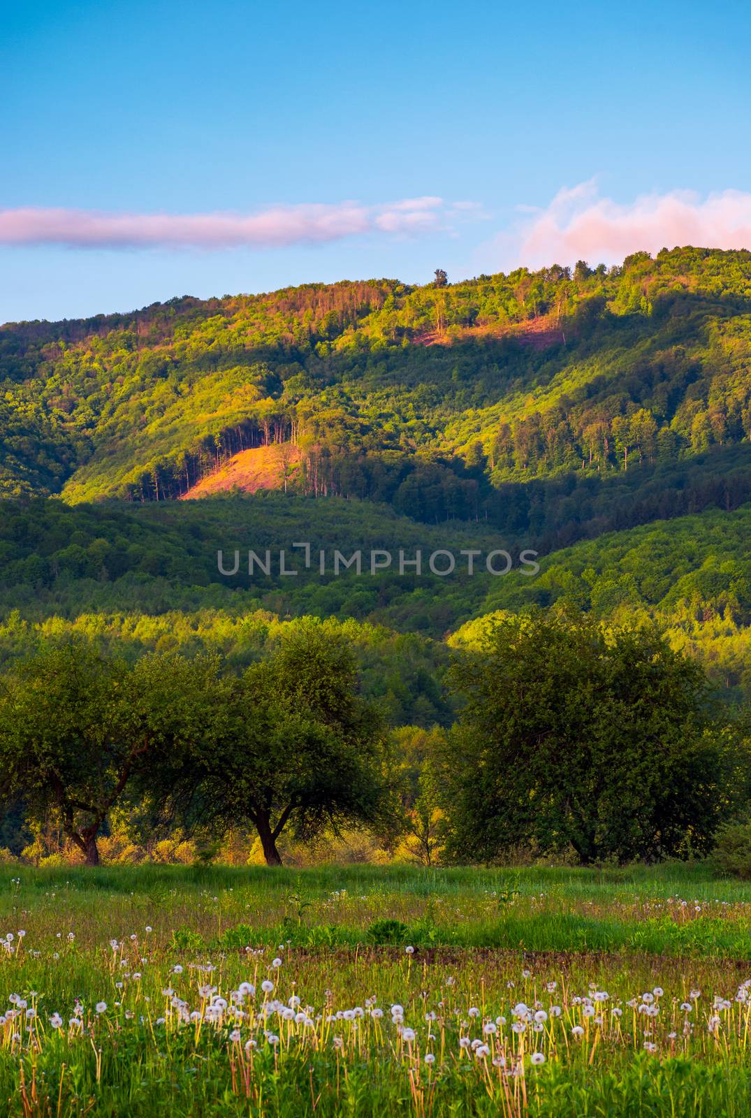 beautiful mountainous countryside at sunrise. lovely summer landscape with pink clouds