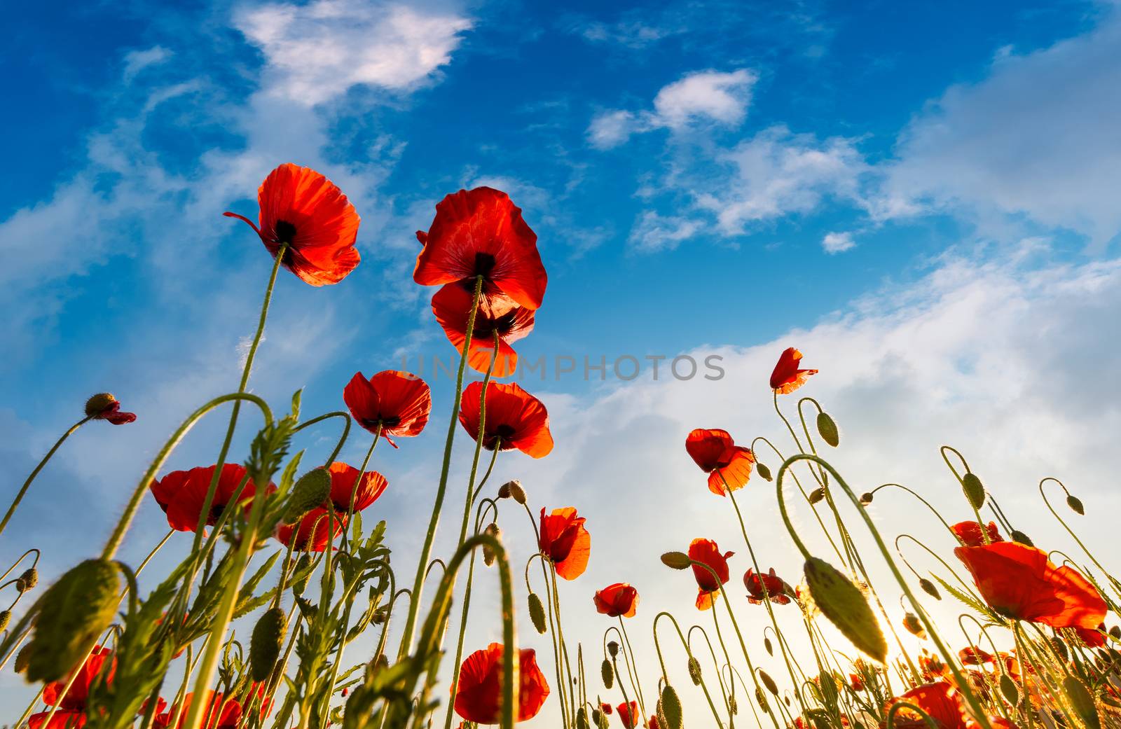 field of red papaver flower shot from below by Pellinni