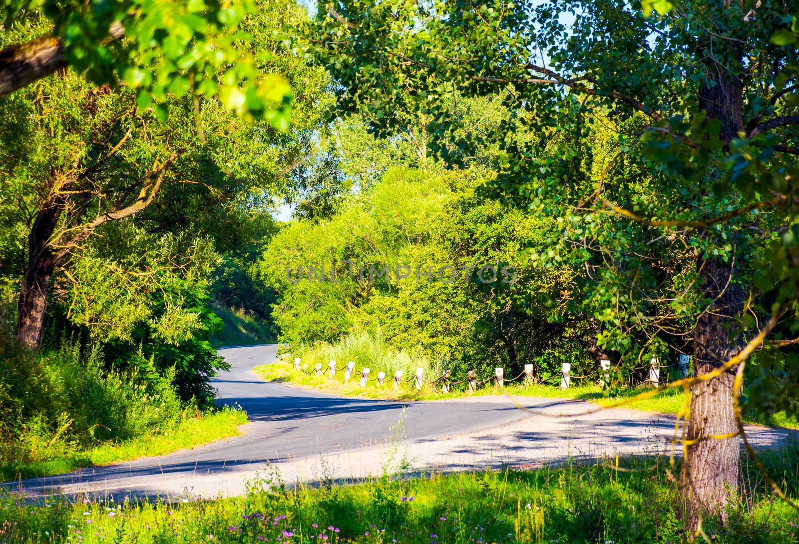 trees by the serpentine road in mountains by Pellinni