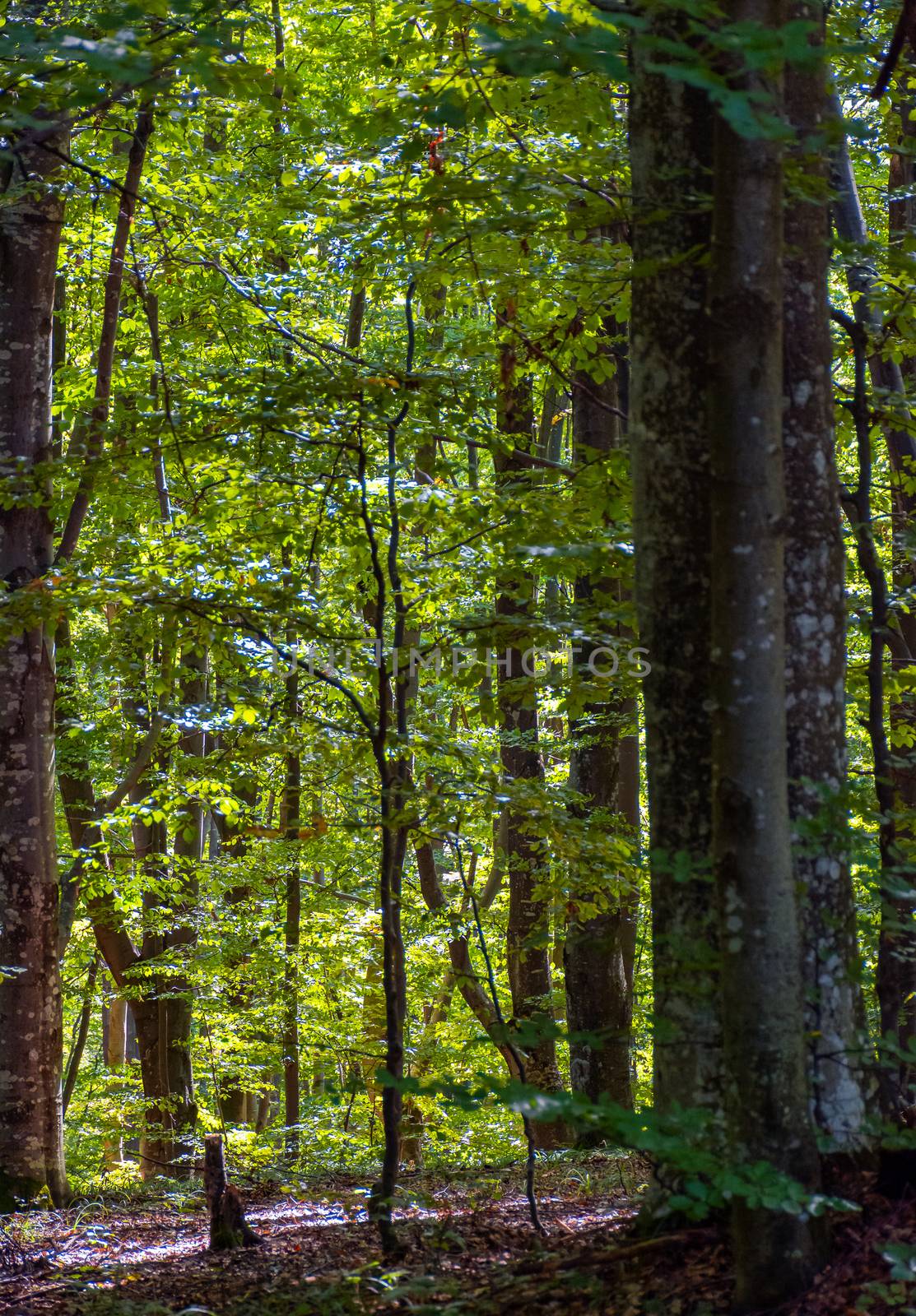 look in to the deep dark beech forest in summer by Pellinni