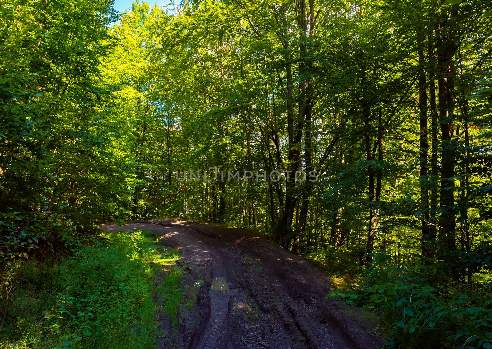 dirt road through forest. lovely nature scenery with tall trees and green foliage