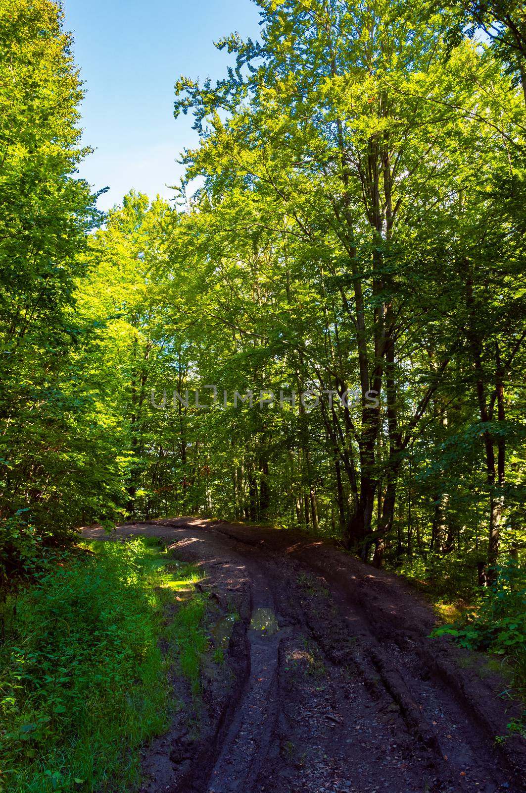 dirt road through forest by Pellinni