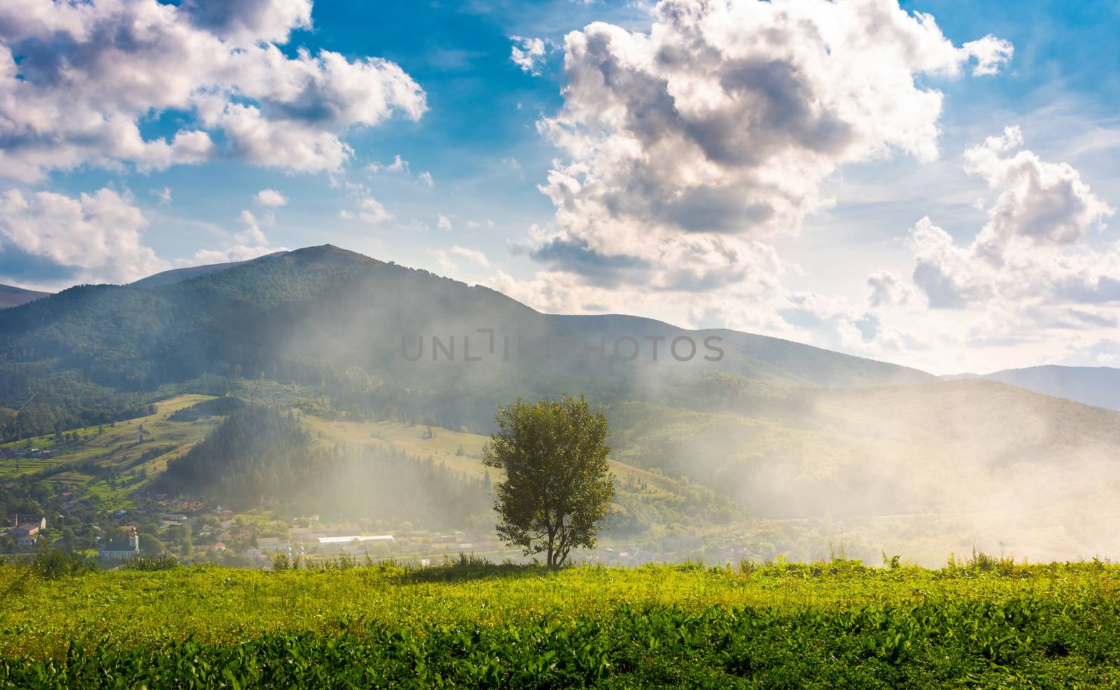 lonely tree on the meadow in smoke. Temnatyk mountain in the distance under the cloudy afternoon sky. beautiful landscape of mountainous Carpathian countryside. location Volovets, Ukraine