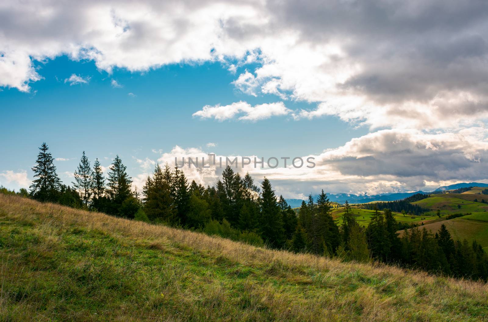 forested grassy hills on a cloudy day. lovely landscape of Carpathian mountains in autumn
