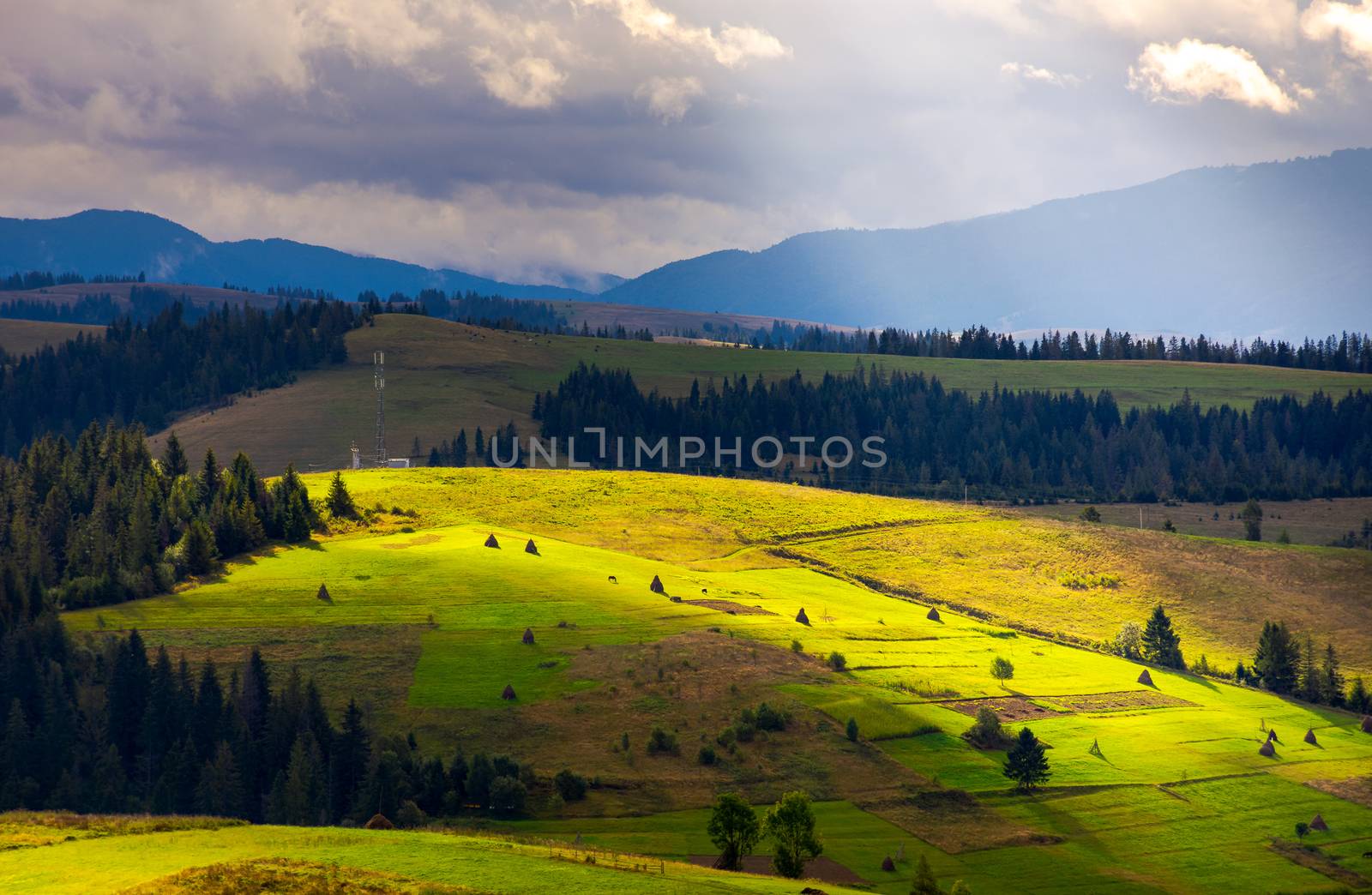 mountainous rural area on a cloudy day. gorgeous light on rolling hills with haystacks and spruce forest. mountain ridge in the far distance.