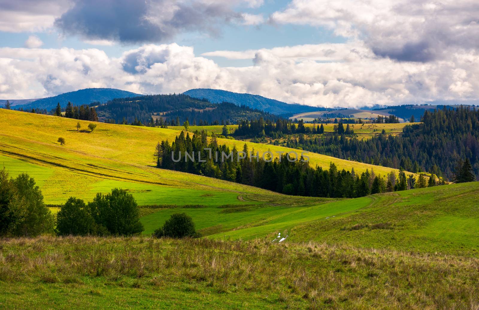 forested grassy hills on a cloudy day. lovely landscape of Carpathian mountains in autumn