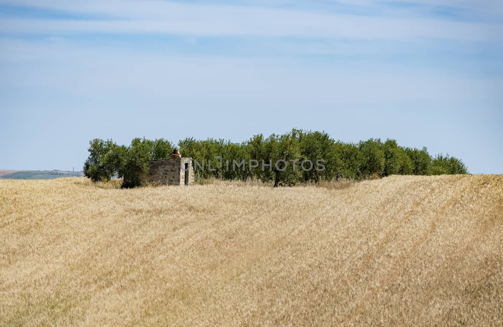 Hilly landscape with wheat field and trees by edella