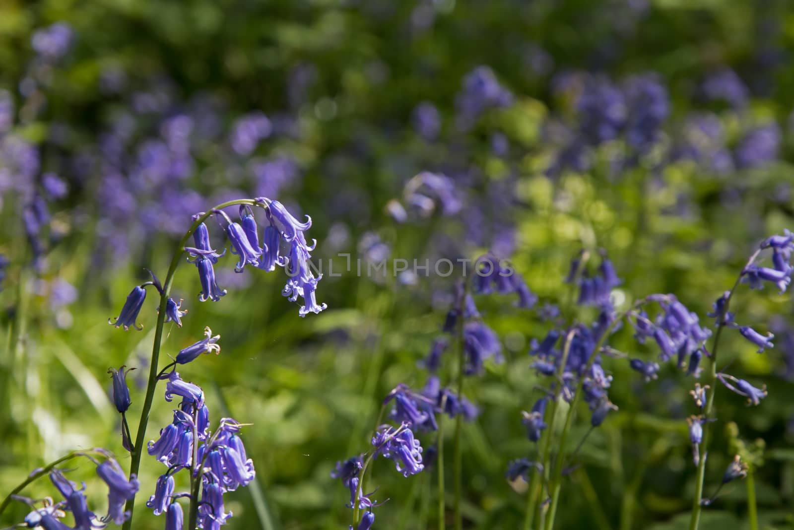 Bluebells in English Woodland by SueRob