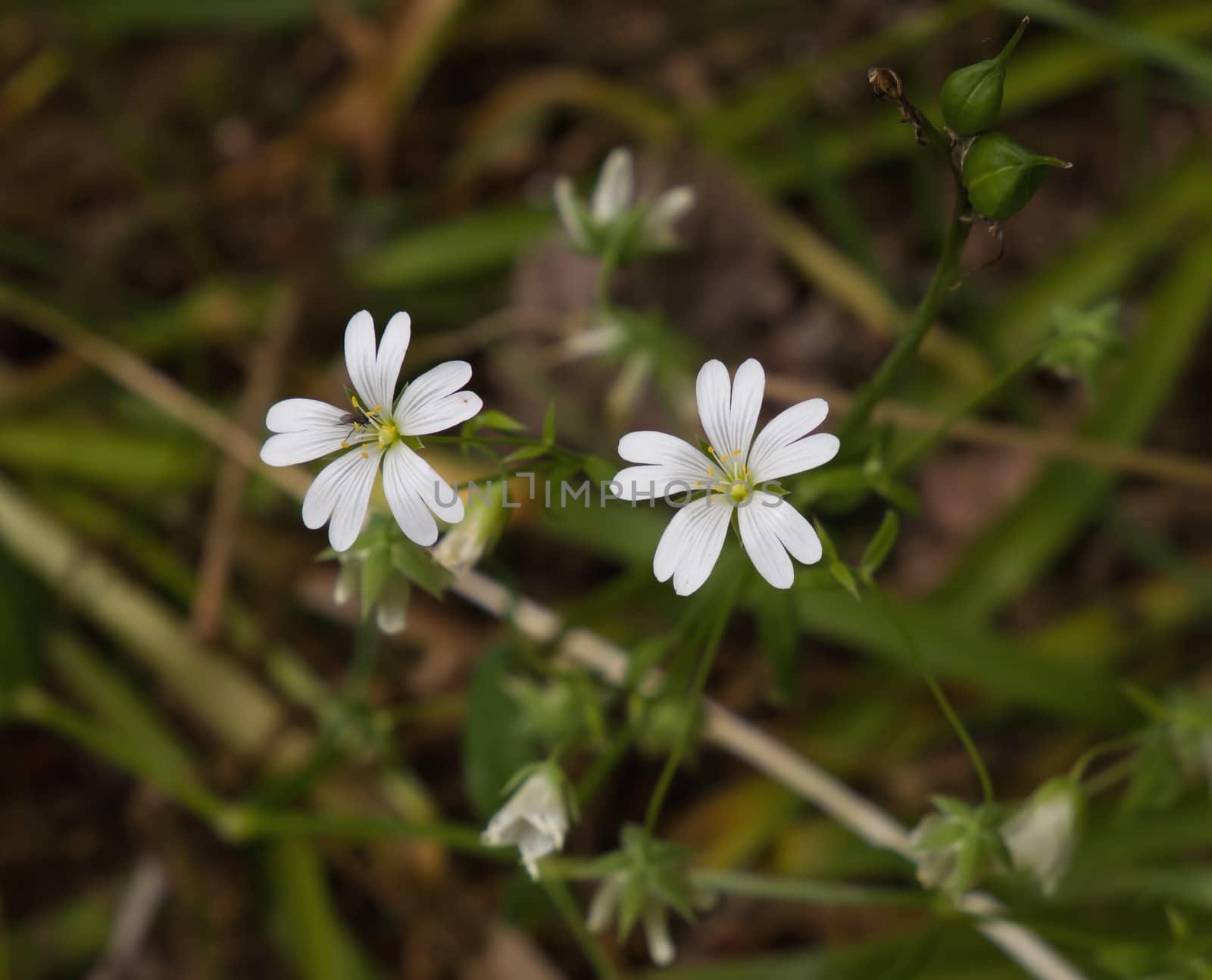 Greater Stitchwort Wild Flower by SueRob