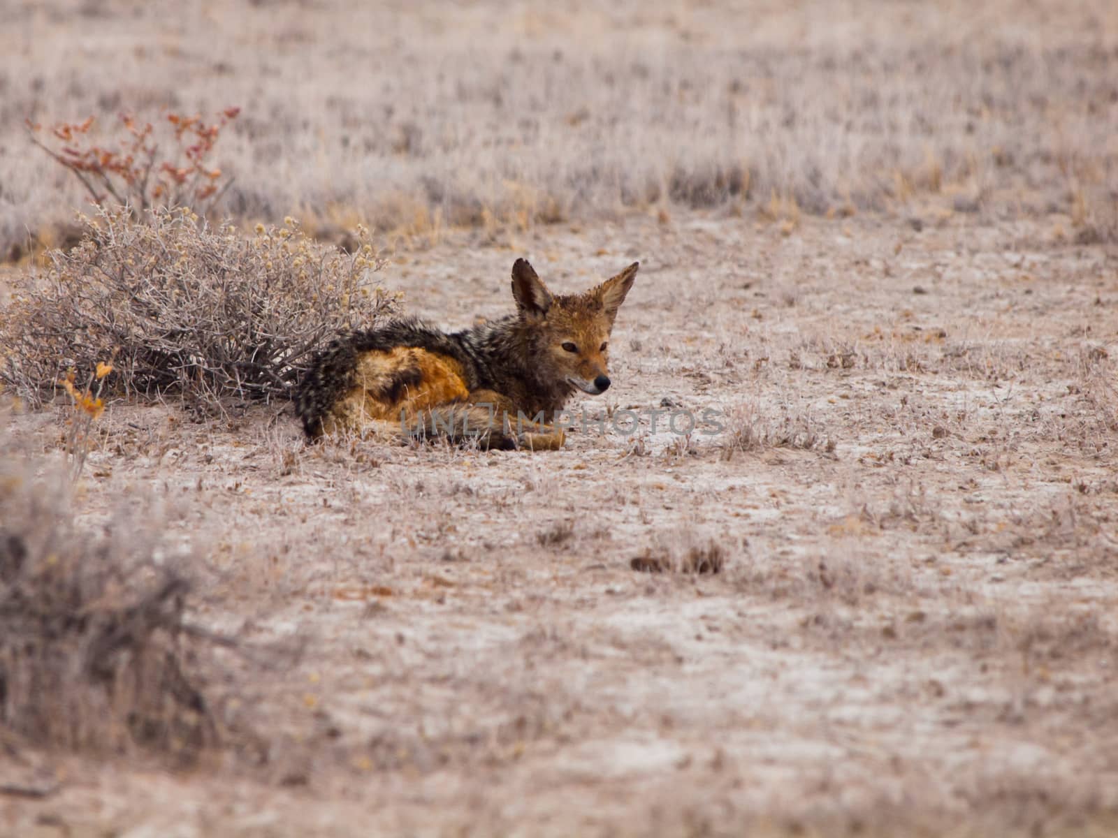 Black-backed Jackal lying on the dusty ground in Etosha National Park, Namibia, Africa by pyty