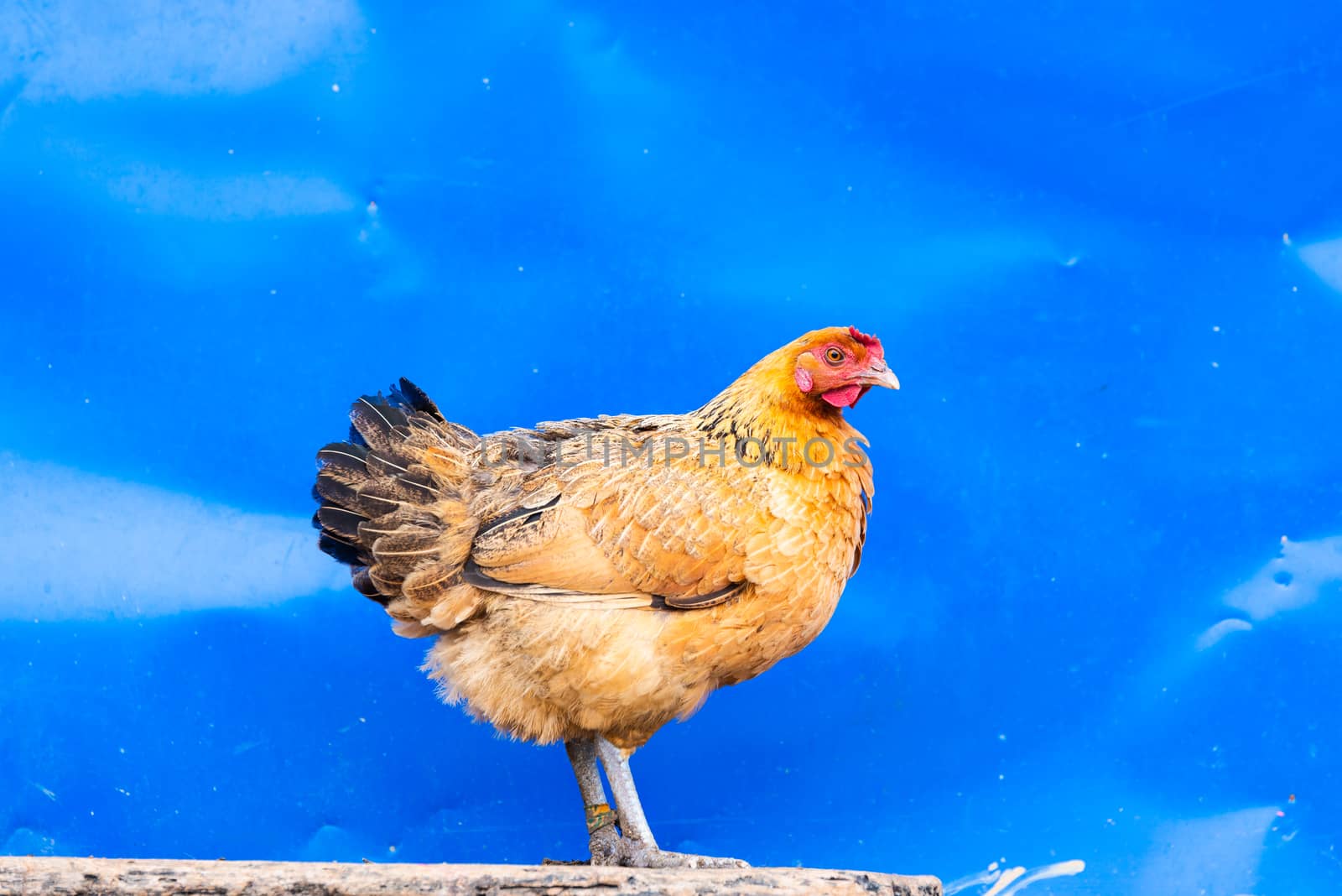 Hen against blue metal wall in a village in Nepal