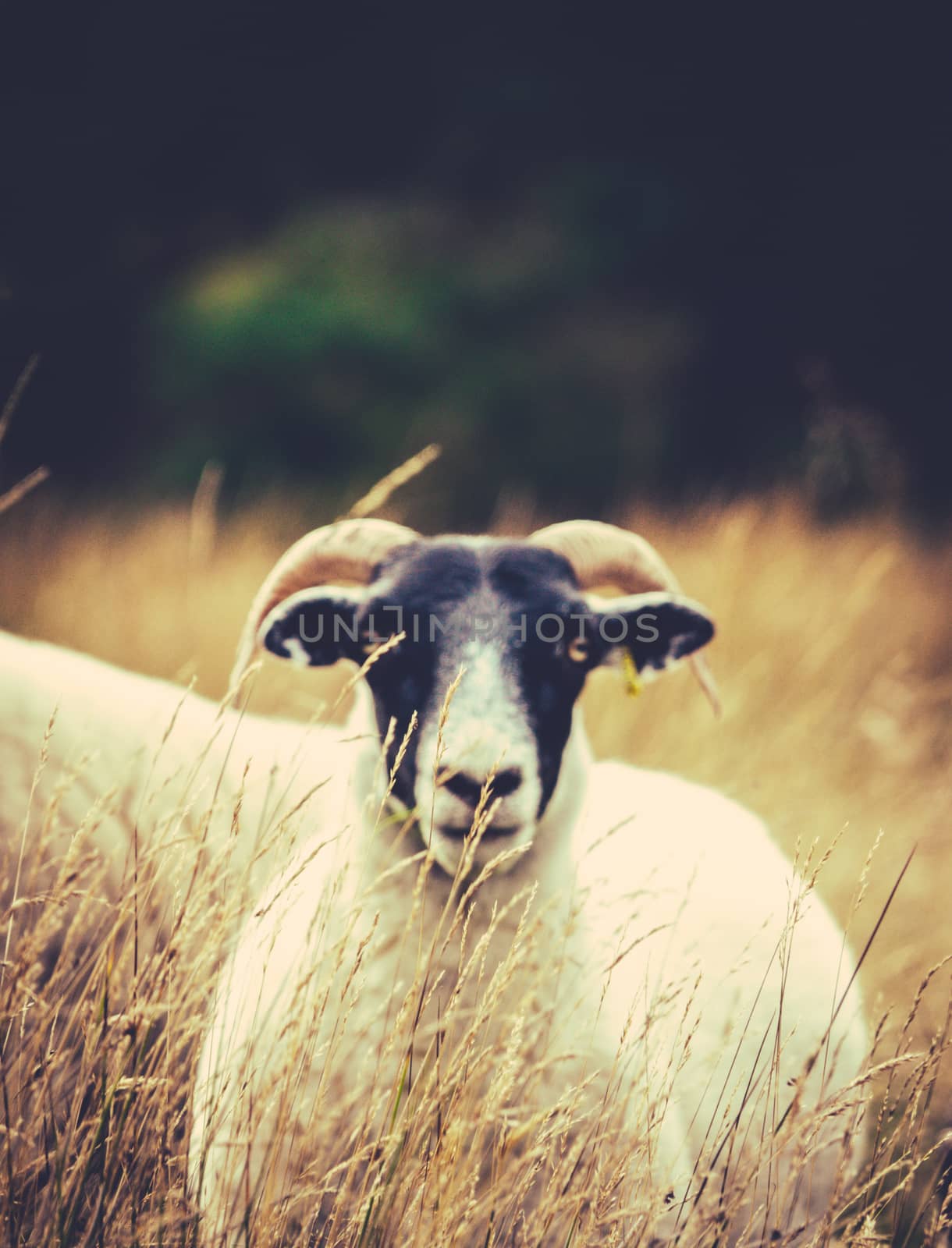 Retro Filtered Image Of A Scottish Blackface Sheep With The Focus On Grass In The Foreground With Copy Space