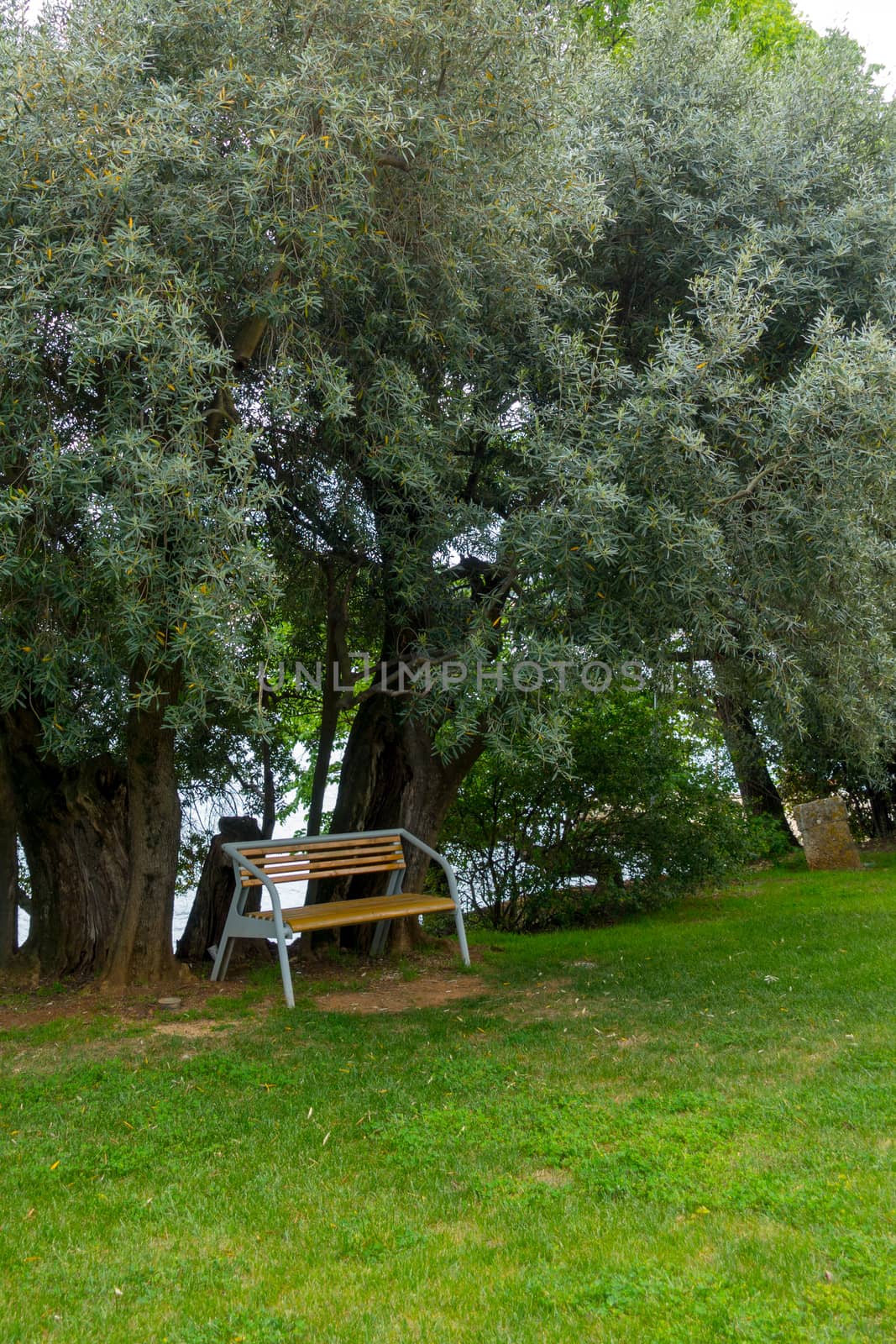 Olive trees as decoration in public park by asafaric