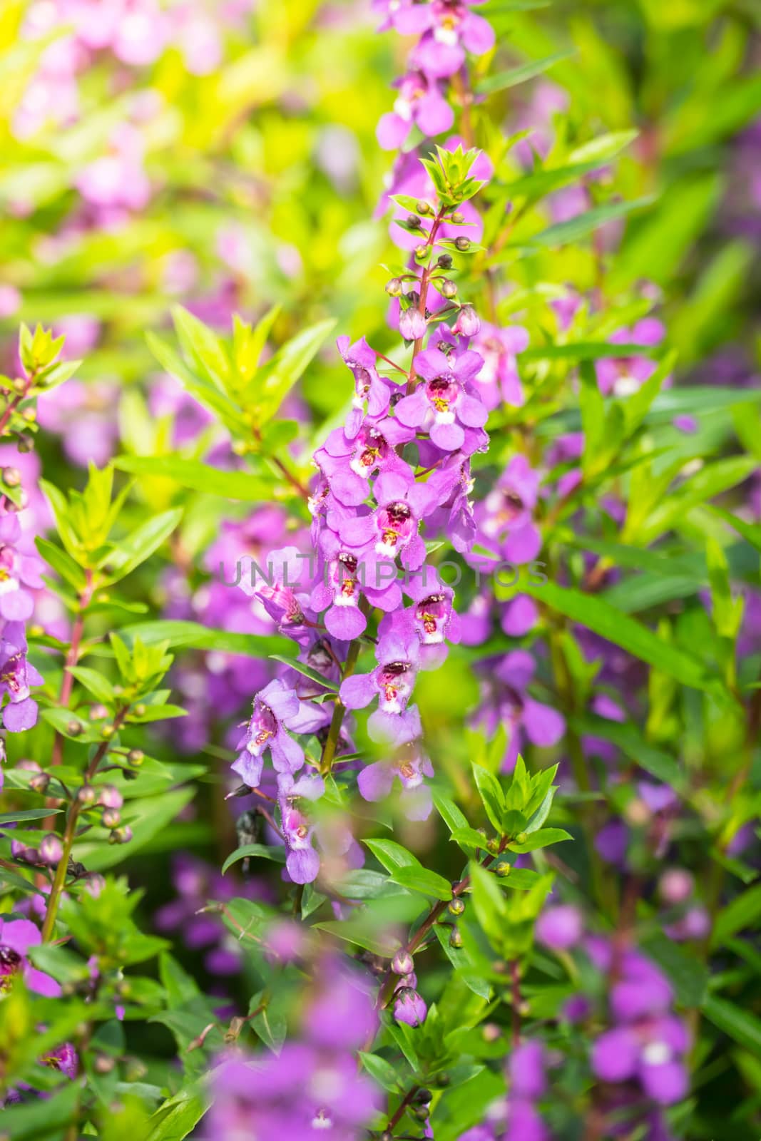 The background image of the colorful flowers by teerawit