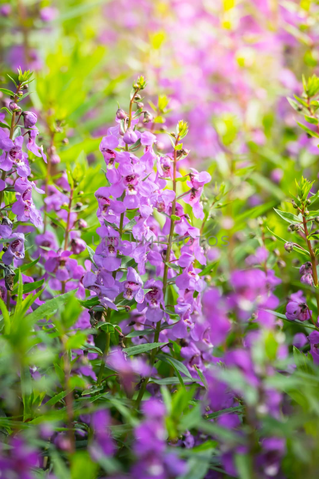 The background image of the colorful flowers by teerawit