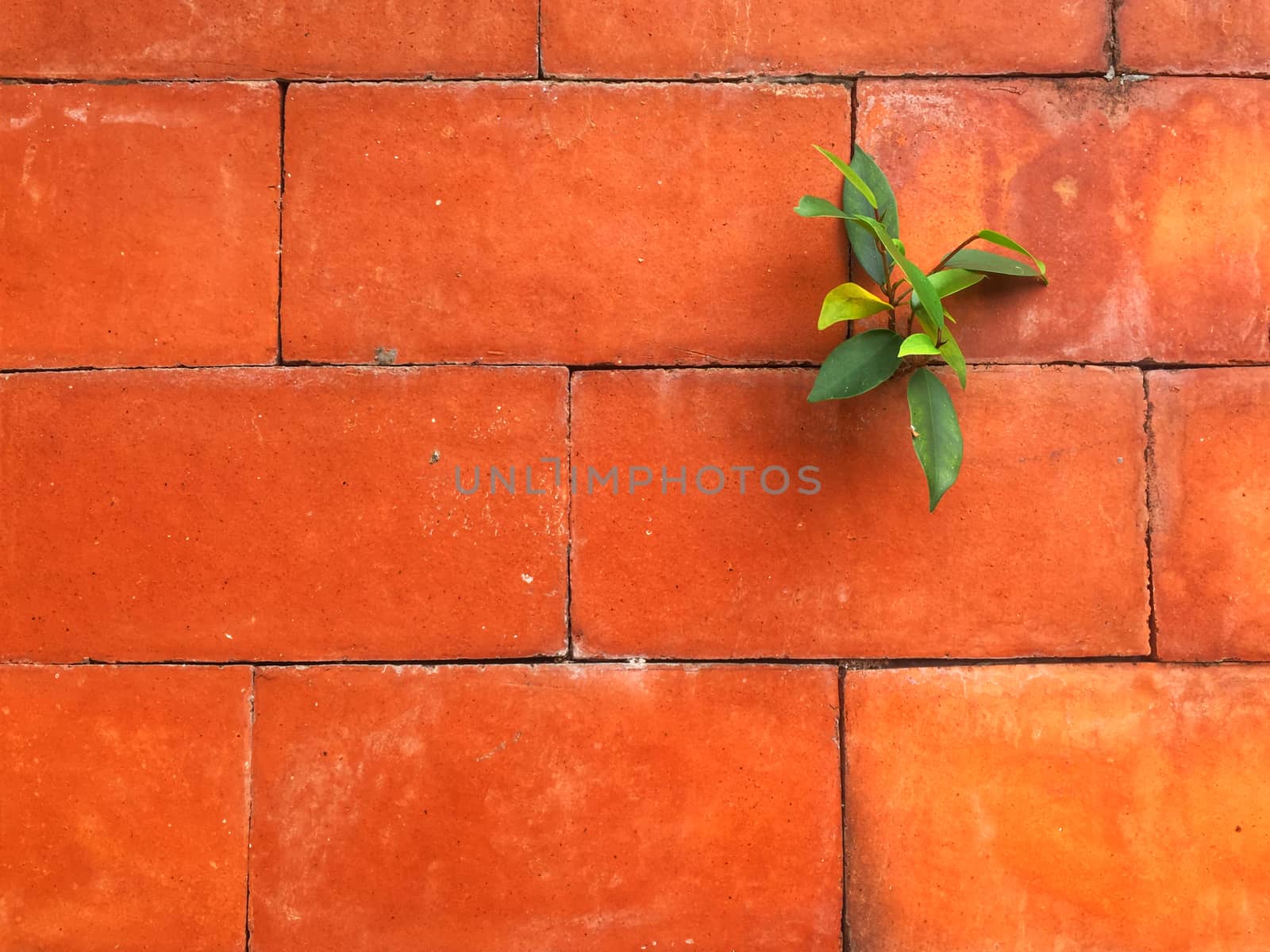 Small tree growing on an orange tile wall.