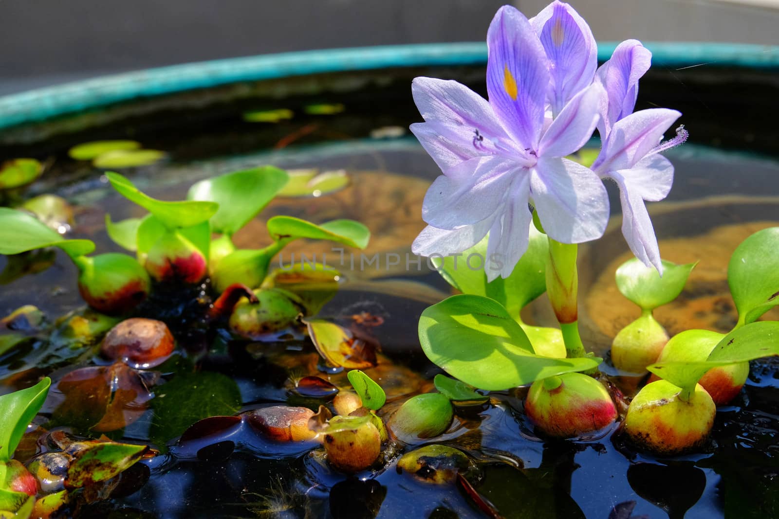 Purple flowers of water hyacinth In the green bath,Eichhornia cr by e22xua