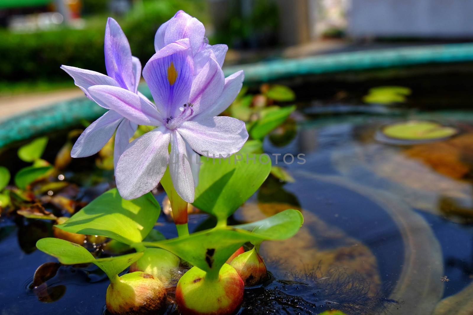 Purple flowers of water hyacinth In the green bath,Eichhornia crassipes(Common water hyacinth)