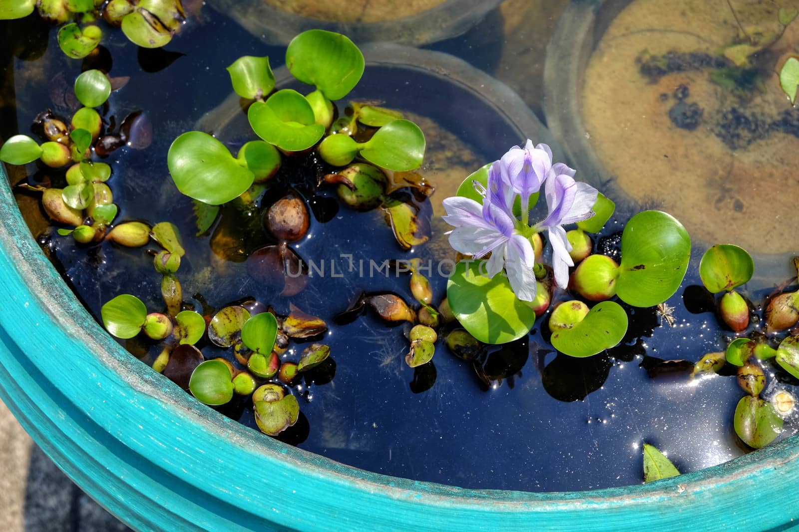 Purple flowers of water hyacinth In the green bath,Eichhornia cr by e22xua