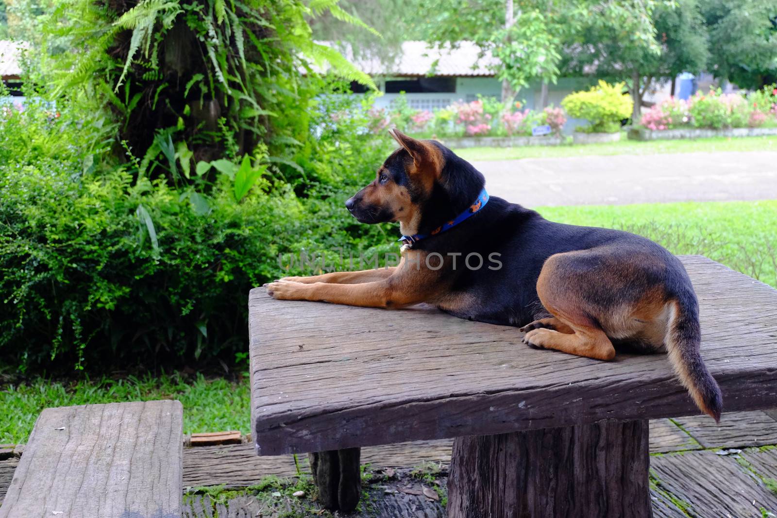 Black Dog - Gold Sitting on the table Wait for the owner back. by e22xua